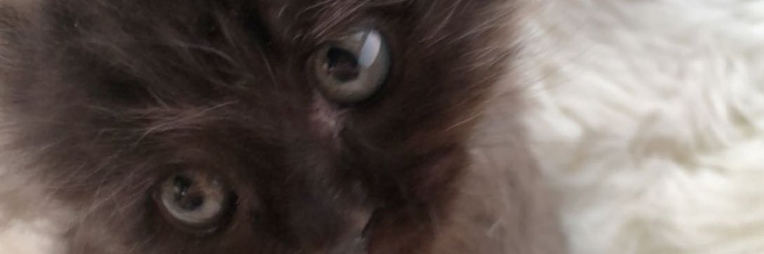 a_mgx26's profile banner image