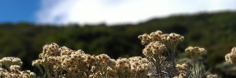 hullabalooa's profile banner image