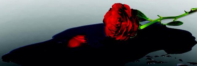LauraPidgeon's profile banner image