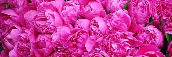 Gulaab_z's profile banner image