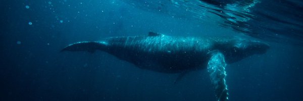 lmaycollado Profile Banner