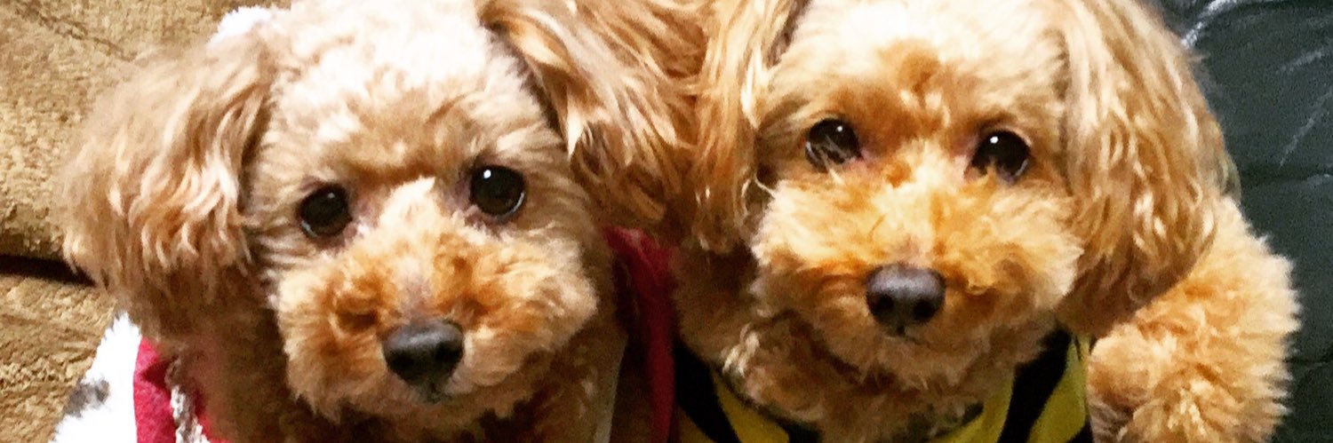 ほっけ🐟南九 banner