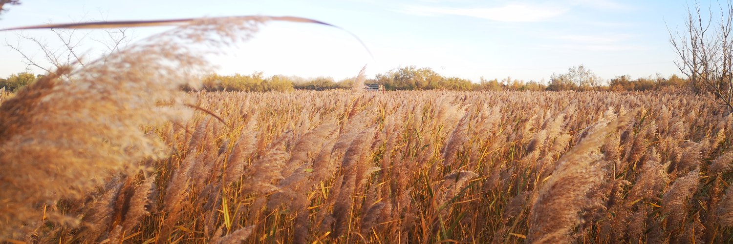 Dr. Paalmipedus 🦆 banner