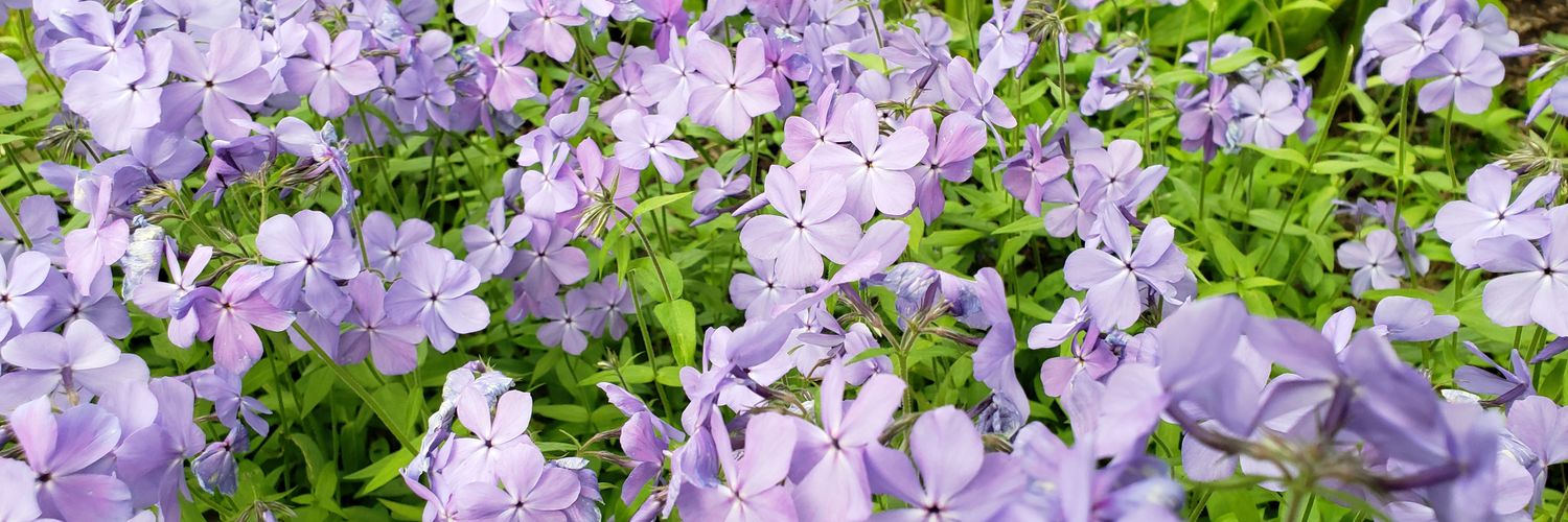 AndersonCarilyn's profile banner image