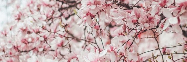 ImAloeway's profile banner image