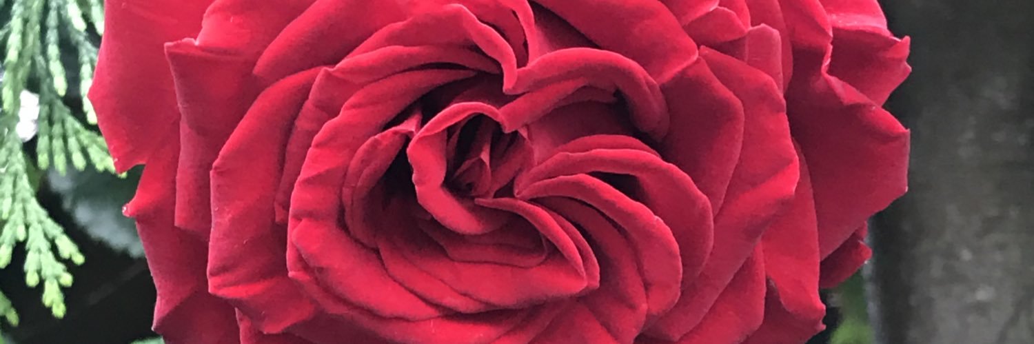 LindaC 🇪🇺🌹🍂🎾#FBPE banner