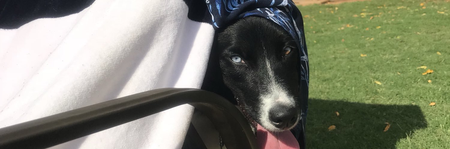 tweet davidson banner