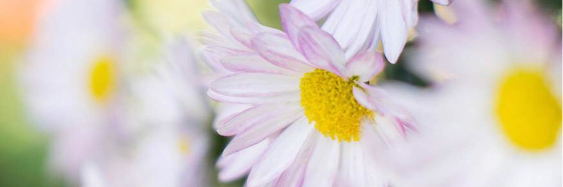 ipekipek76's profile banner image