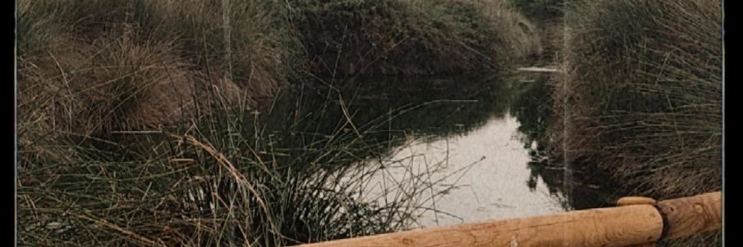 mrsscurly's profile banner image
