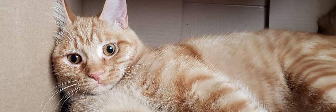 coffeelovingcat's profile banner image