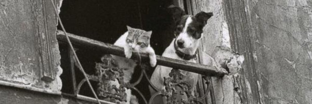 katmjessip's profile banner image