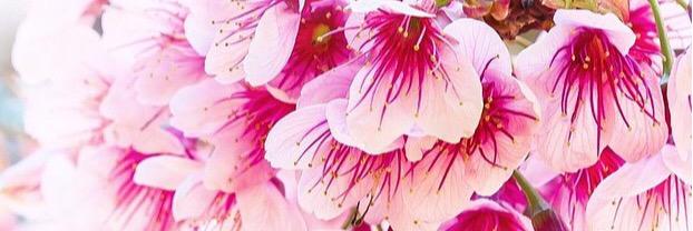 _T8_sw's profile banner image