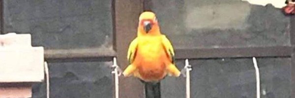 duphe_ Profile Banner