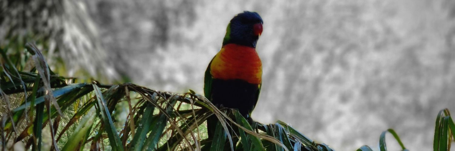 Srecko Joksimovic banner