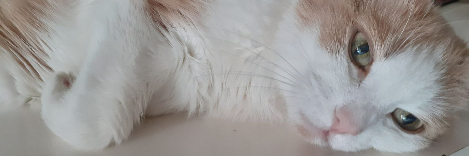 Nora⁷ 🍉 banner