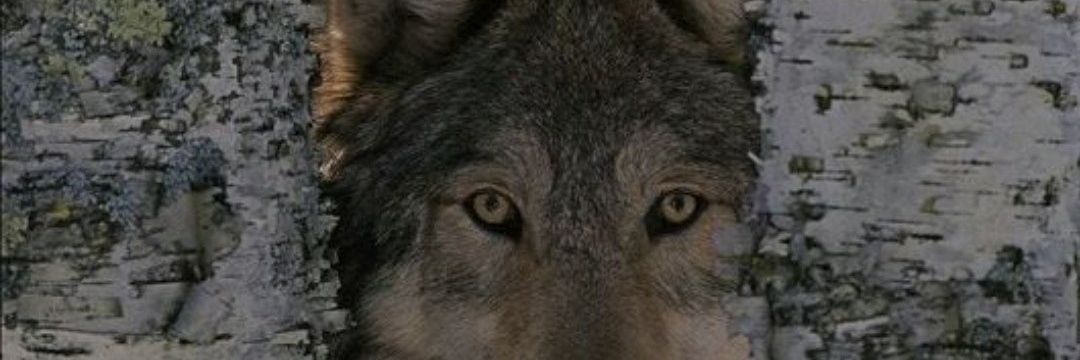 corrado ⚜️ banner