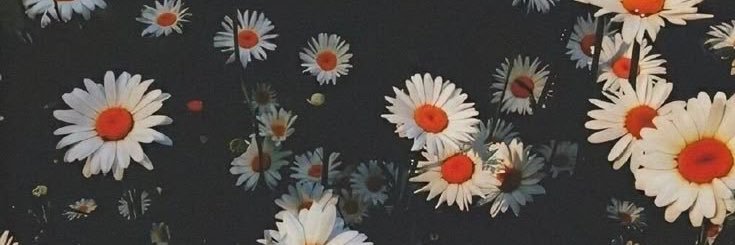 _malopp's profile banner image