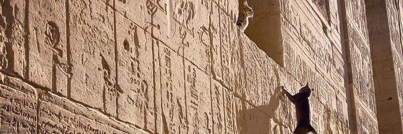 Bassant_Sameh's profile banner image