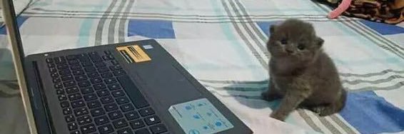 nuggiekai's profile banner image