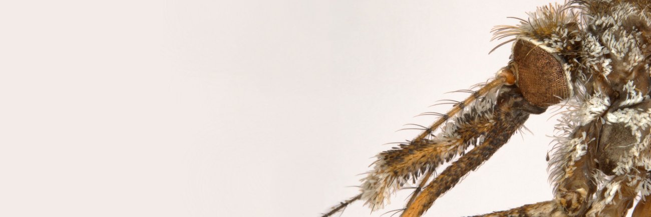 mozztacular's profile banner image