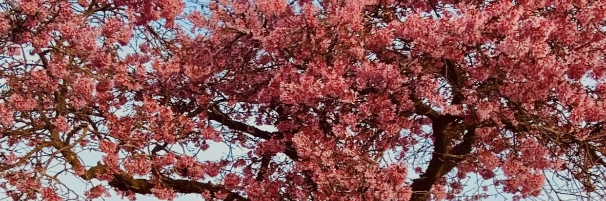 marahf007's profile banner image