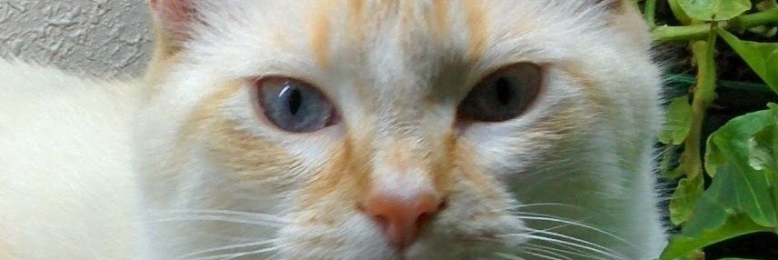 Javadock's profile banner image