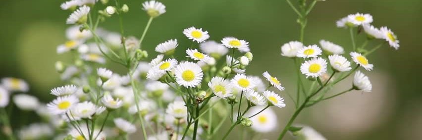 morhorbor's profile banner image