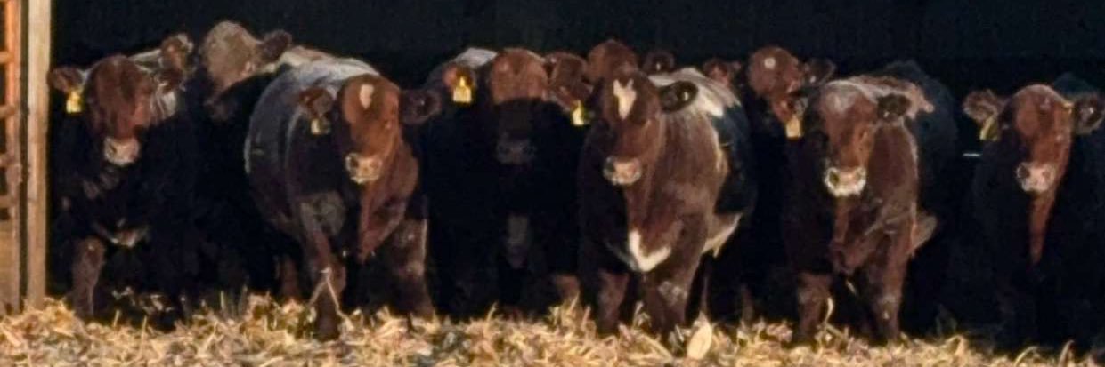 bullbuilder's profile banner image