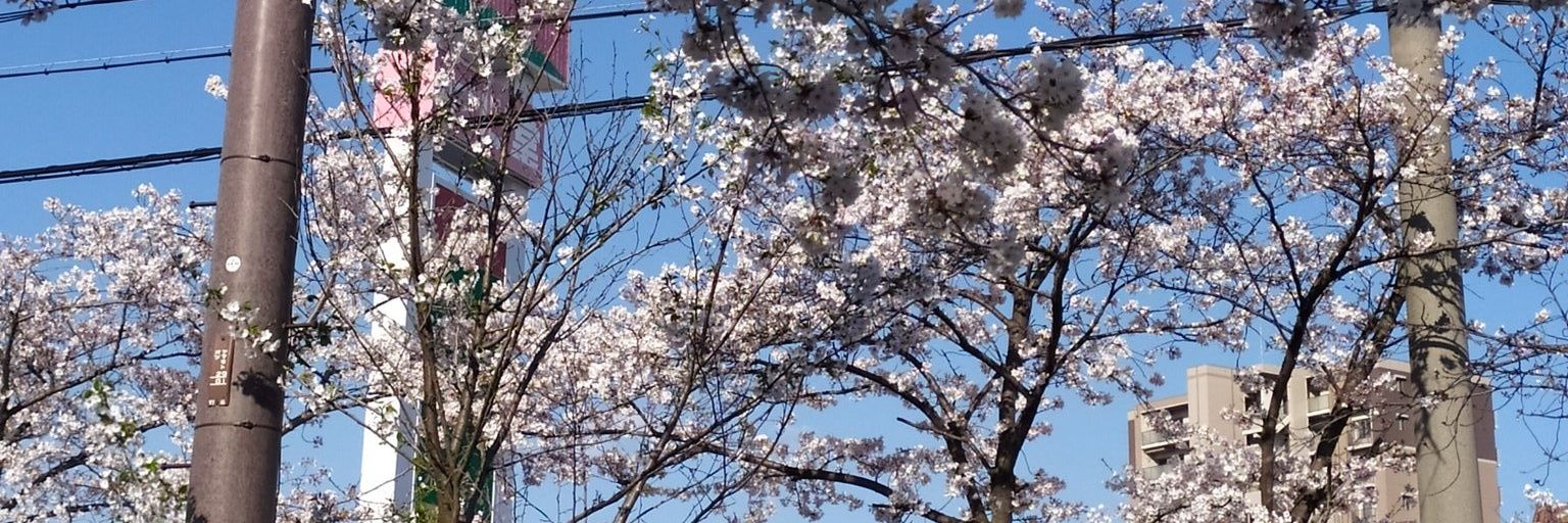 Hanabrayo🌸 banner