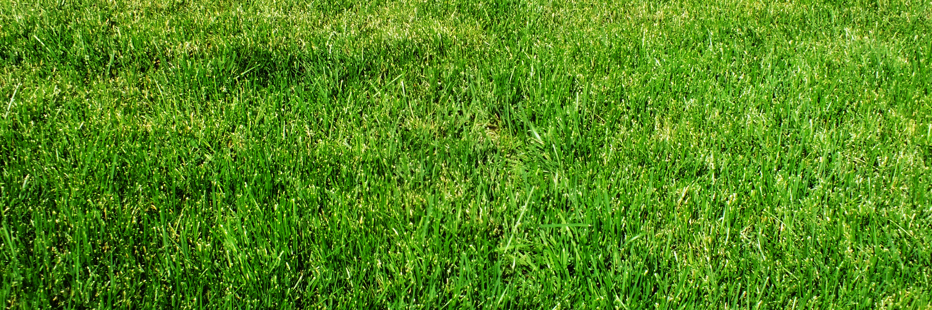 GypsiesCricket's profile banner image