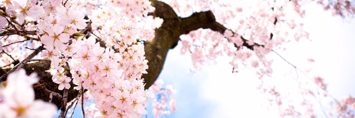 AkakiaAlania's profile banner image