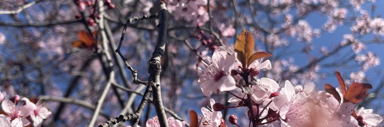 Pamelits_am's profile banner image