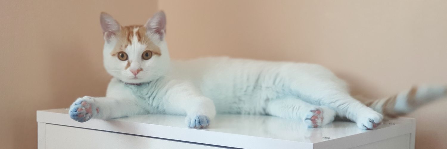gn_4's profile banner image