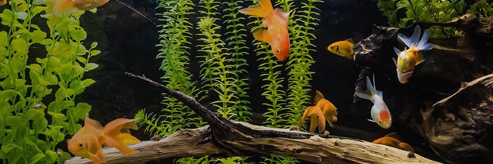 CroustiTheFish's profile banner image