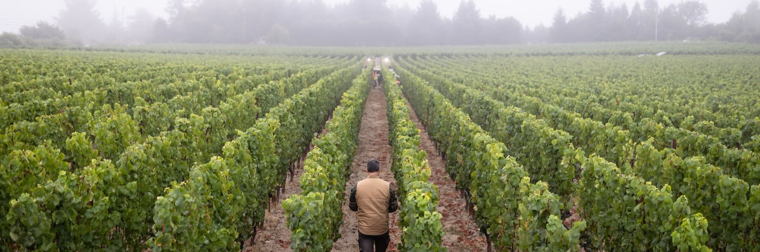 SmallVines's profile banner image
