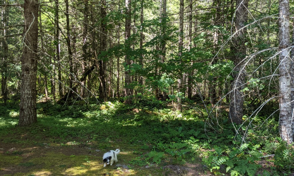 the magpie experience (lite) banner