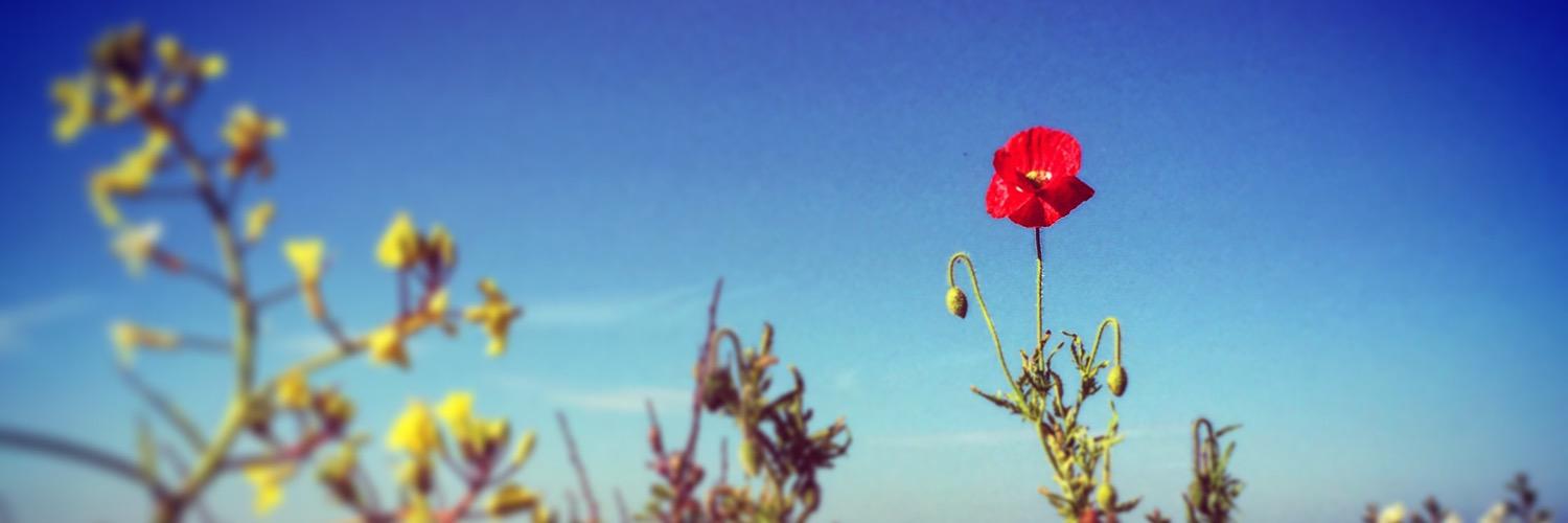 CrabbersTweet's profile banner image