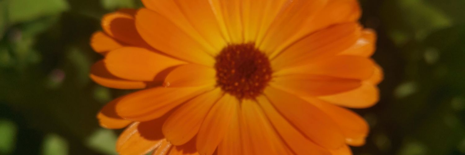 AndersonEmilia's profile banner image