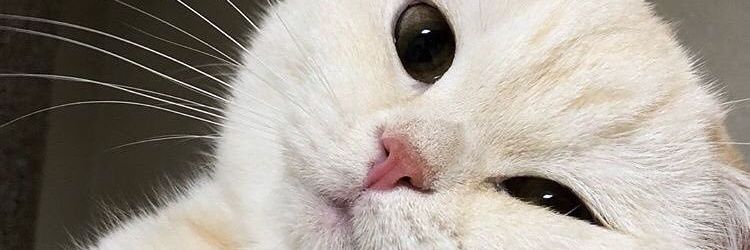 meow meow meow banner