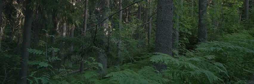 steve_watry's profile banner image