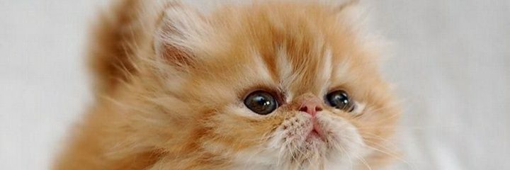 joy_waraporn's profile banner image