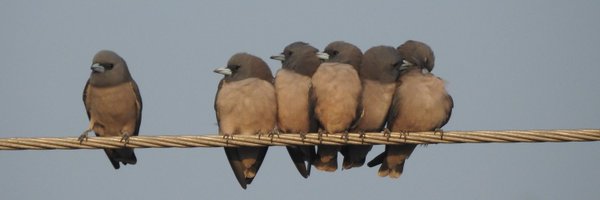 contentbirder Profile Banner