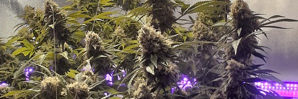 n2xtx Profile Banner