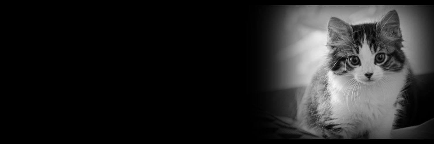 David Meister banner