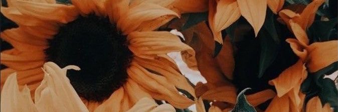 sofiaeugenio's profile banner image