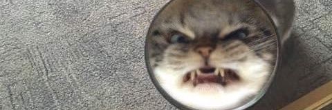 cucucucu triste banner