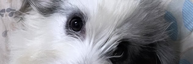 KyleSampiano's profile banner image
