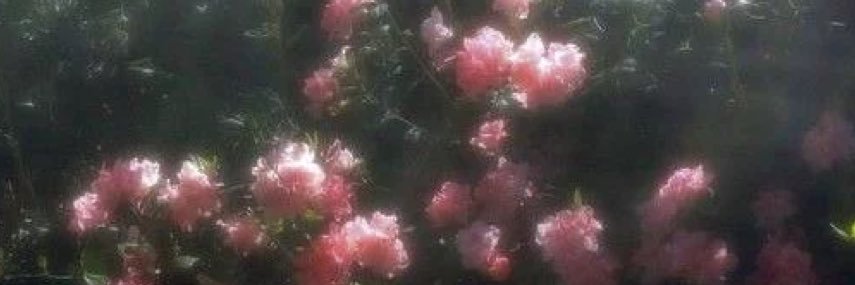 𝓂𝒶𝓁𝒾𝒷𝓊 banner