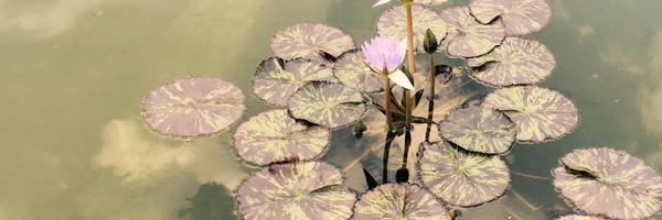 LordSheryl Profile Banner