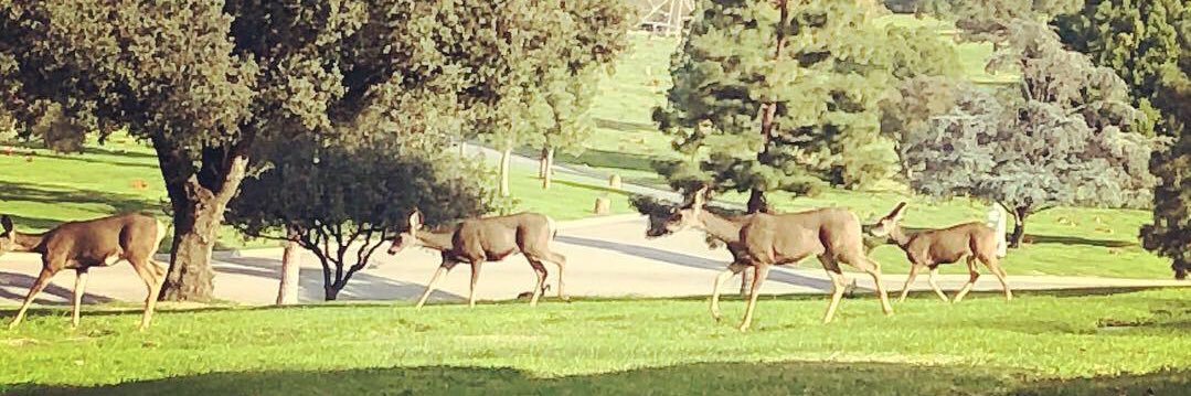 sohogrl_84 🌹 banner